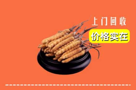 资兴市回收冬虫夏草
